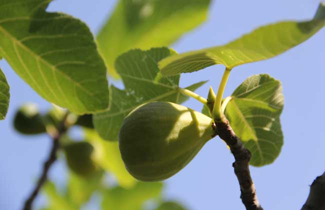 无花果的皮可以吃吗?