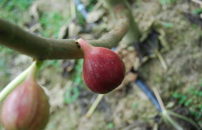 无花果的皮可以吃吗?