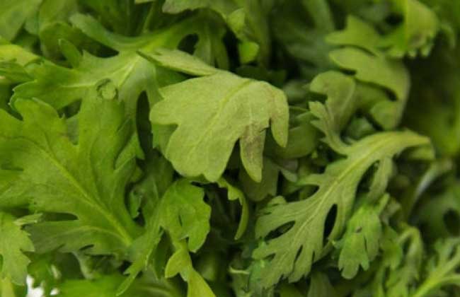 茼蒿不能和什么一起吃？