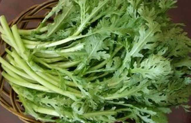 什么人不能吃茼蒿？