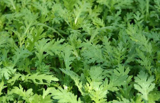 什么人不能吃茼蒿？