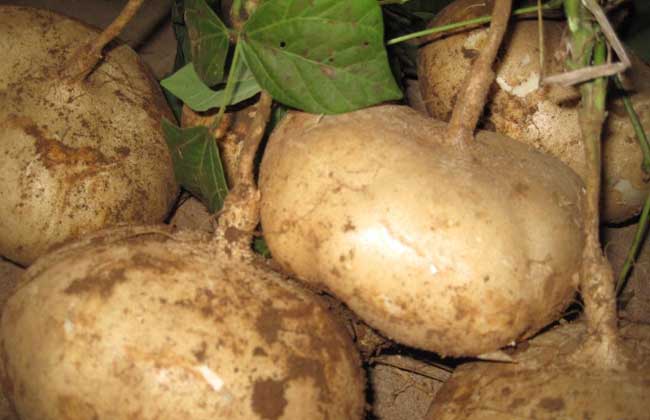 地瓜发芽了还能吃吗？