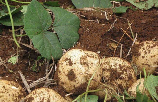 地瓜发芽了还能吃吗？