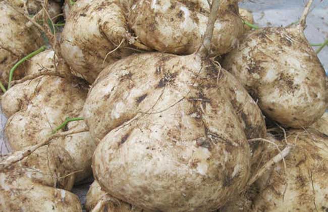 地瓜发芽了还能吃吗？