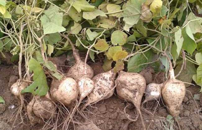 地瓜发芽了还能吃吗？