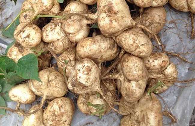 地瓜发芽了还能吃吗？