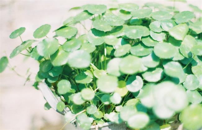 铜钱草可以吃吗