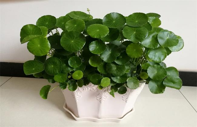 铜钱草可以吃吗