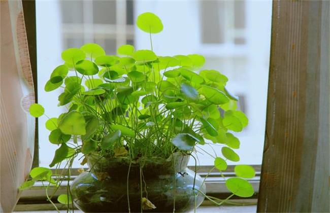 铜钱草可以吃吗