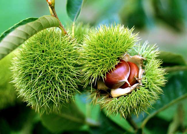 板栗的营养价值及功效