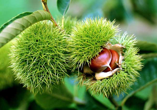 吃板栗有什么好处?