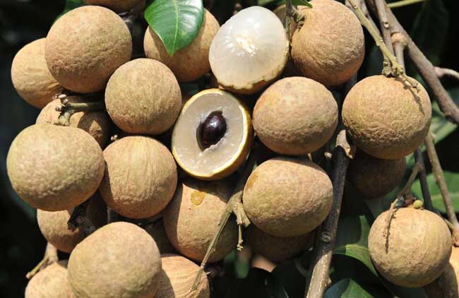 龙眼的功效与作用及禁忌