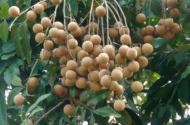 龙眼的功效与作用及禁忌