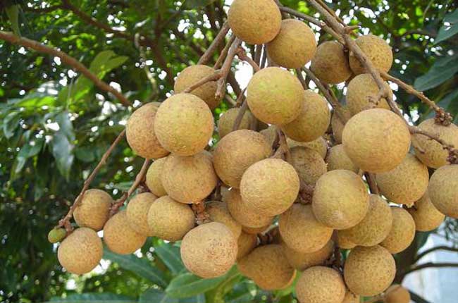 龙眼的功效与作用及禁忌