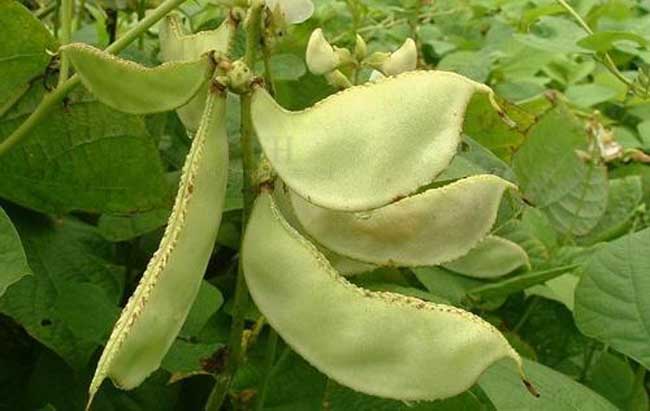 扁豆的功效与作用及食用方法