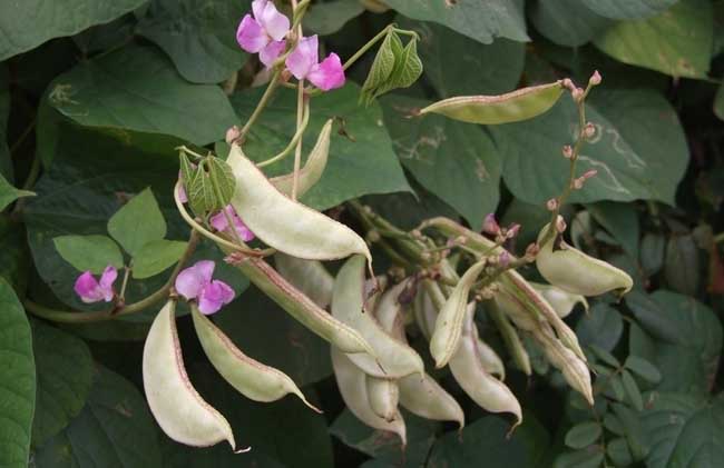 扁豆的营养价值