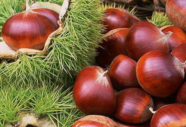 板栗的营养价值及功效