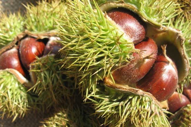 吃板栗有什么好处?