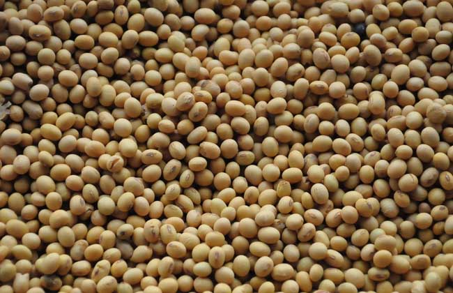 吃黄豆有什么好处？