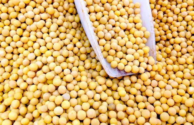 吃黄豆有什么好处？