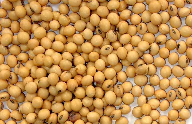 吃黄豆有什么好处？