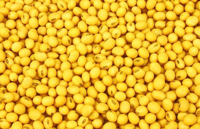吃黄豆有什么好处？