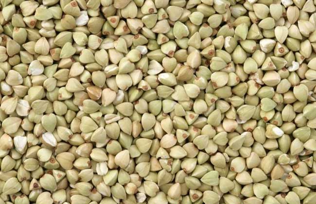 荞麦的功效与作用