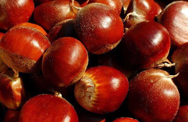 板栗的功效与作用及食用方法