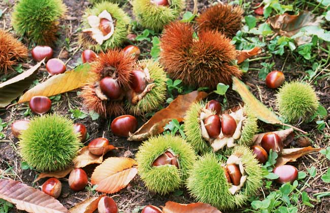 板栗的功效与作用及食用方法