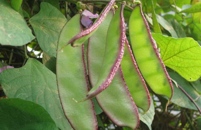 扁豆的功效与作用及食用方法