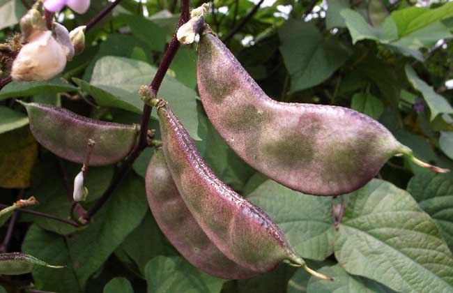 扁豆的功效与作用及食用方法