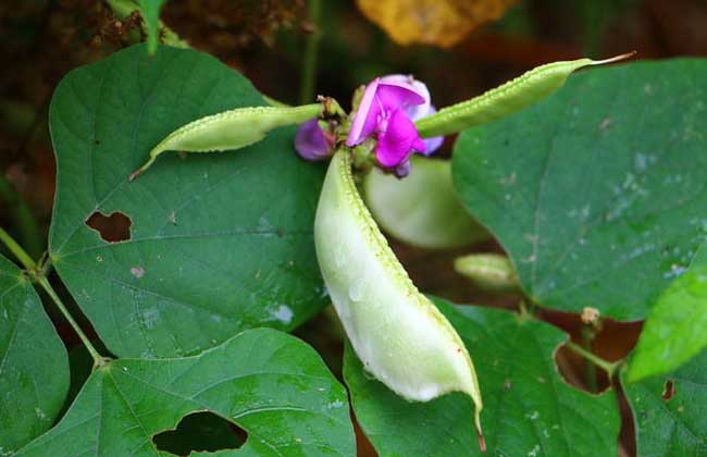 扁豆的功效与作用及食用方法