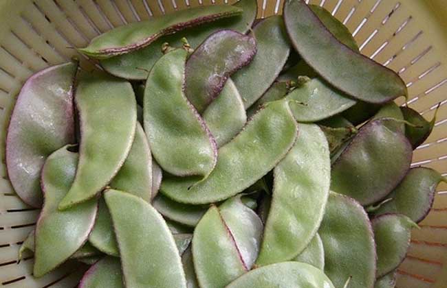 扁豆的功效与作用及食用方法