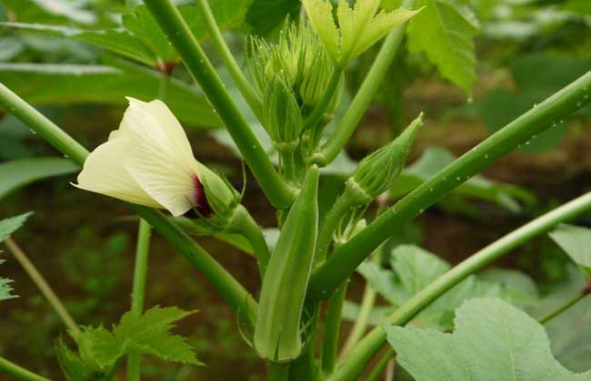 黄秋葵的功效与作用及禁忌