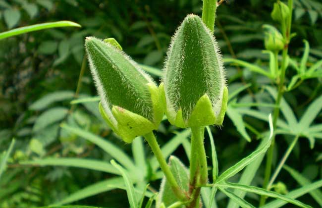 黄秋葵的功效与作用及禁忌
