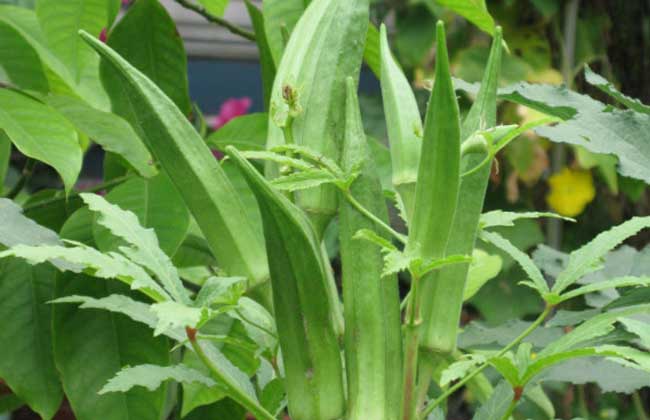 黄秋葵的功效与作用及禁忌