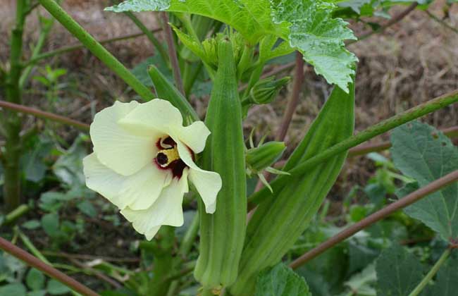 黄秋葵的功效与作用及禁忌