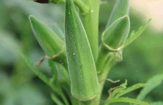 黄秋葵的功效与作用及禁忌