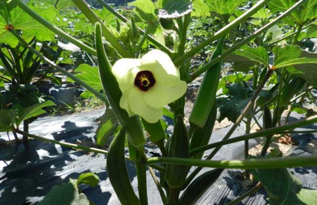 黄秋葵的功效与作用及禁忌