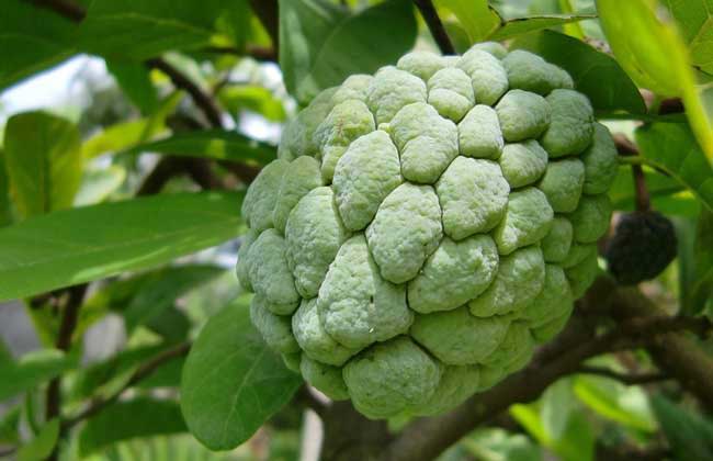 释迦果的功效与禁忌