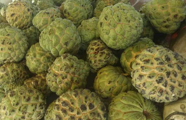 释迦果的功效与禁忌