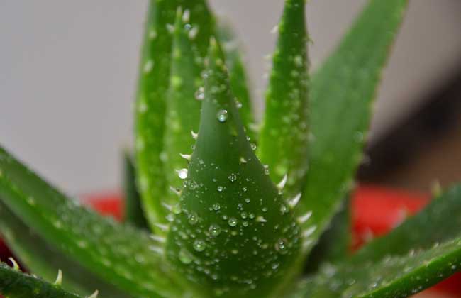 芦荟怎么吃