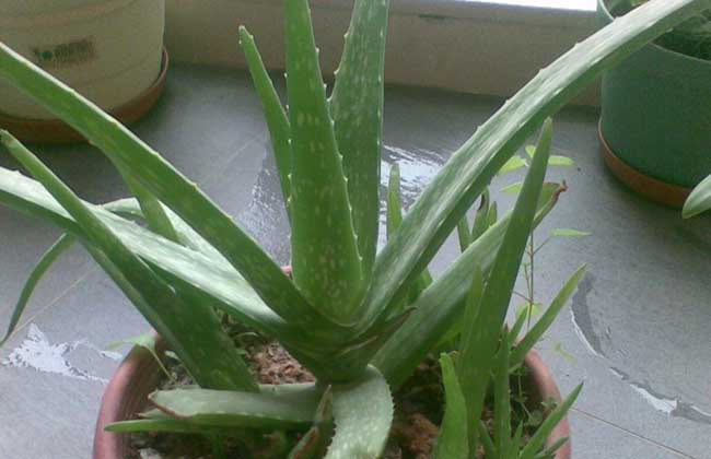 芦荟怎么吃