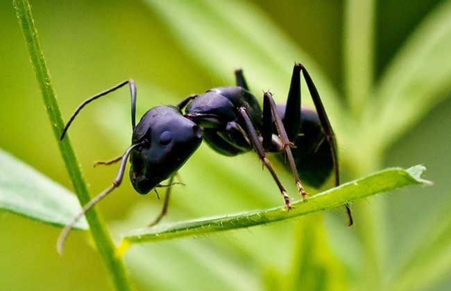 黑蚂蚁怎么吃？