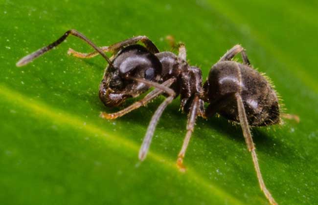 黑蚂蚁怎么吃？