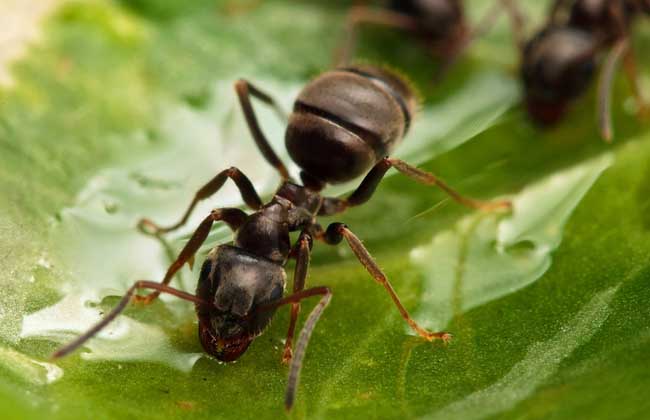 黑蚂蚁怎么吃？