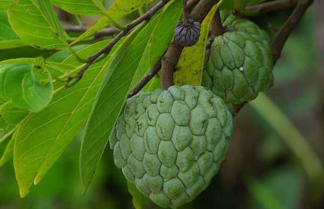 释迦果怎么吃最好?