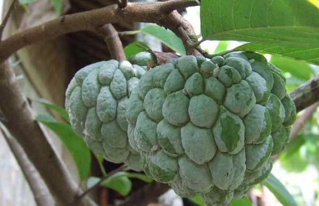 释迦果怎么吃最好?