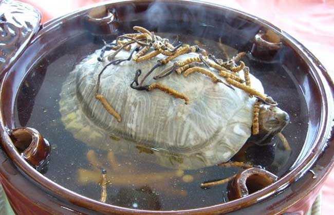 铁板甲鱼是真的吗?