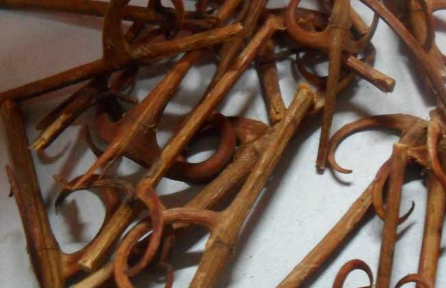 天麻钩藤饮的组成和功效